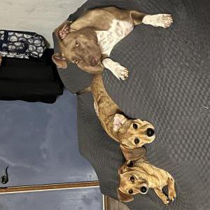 Image of Hulk, Lost Dog