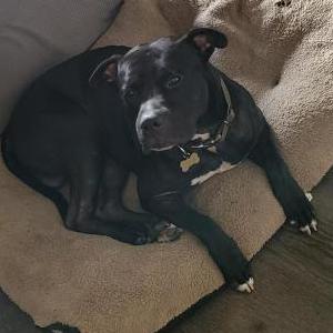 Image of Bosch, Lost Dog