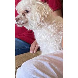 Image of CHIQUITA, Lost Dog