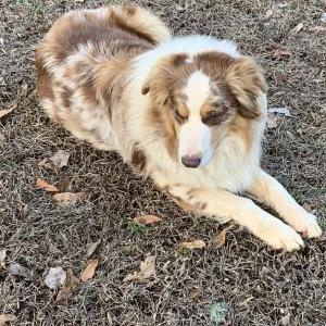 Lost Dog Bullet
