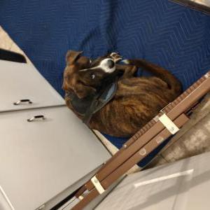 Image of Thor, Lost Dog