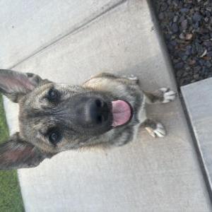Image of Unknown, Found Dog