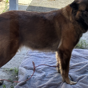 Lost Dog LASSY