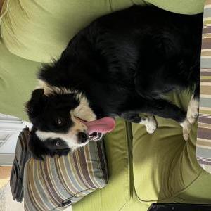 Image of Pooka, Lost Dog