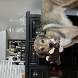 Image of Bear, Lost Dog