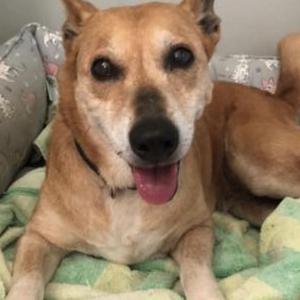 Image of Caramelo, Lost Dog