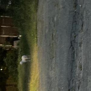 Found Dog Unknown