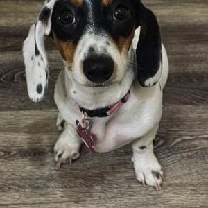 Image of Bandit, Lost Dog