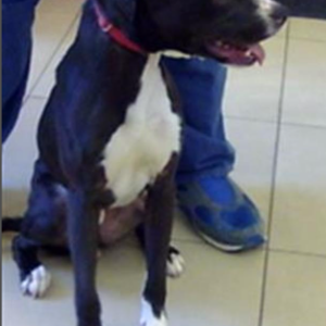 Lost Dog Kyra