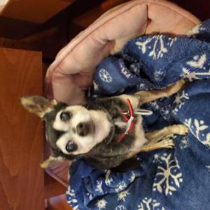 Lost Dog Tikie Dinh