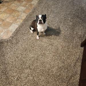 Image of Rocco, Lost Dog