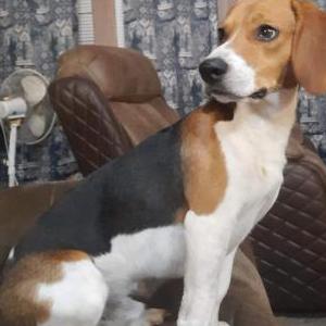 Image of Dyscin, Lost Dog