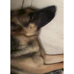 Lost Dog Honey