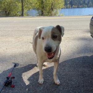 Found Dog Unknown