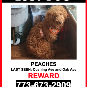 Lost Dog Peaches
