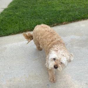 Image of Unknown, Found Dog
