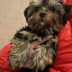 Image of Daisy, Lost Dog