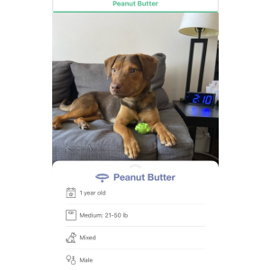 Image of Peanut Butter, Lost Dog
