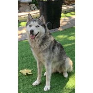 Image of Nieve, Lost Dog