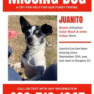 Lost Dog Juanito Leo