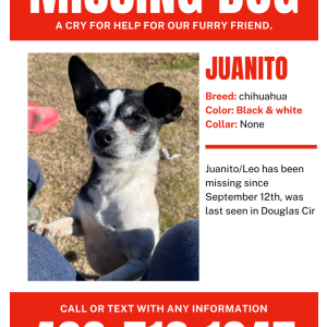 Image of Juanito Leo, Lost Dog