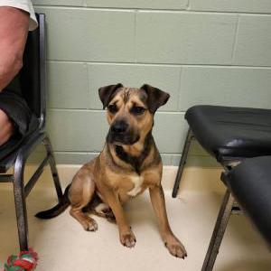 Lost Dog Jack