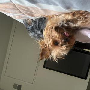 Image of ZEKE, Lost Dog