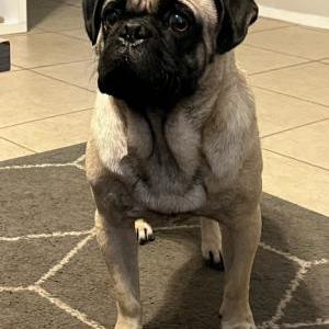 Image of Unknown, Found Dog
