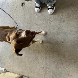 Found Dog Unknown