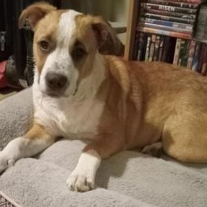 Image of Marvin, Lost Dog