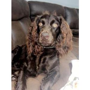 2nd Image of Retta and Riggs, Lost Dog