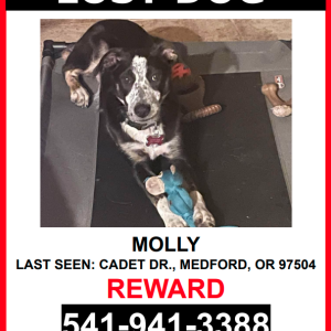 Lost Dog Molly