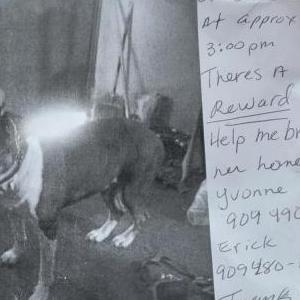 Image of Piggy, Lost Dog