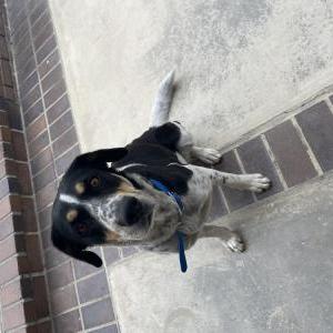 Image of Unknown, Found Dog