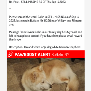 Image of collin, Lost Dog