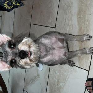 Image of Chikis, Lost Dog