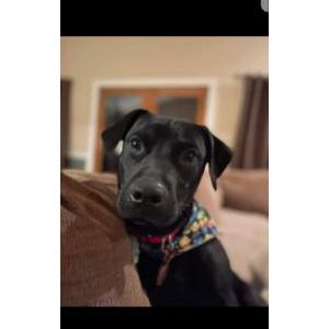 Image of Kalani, Lost Dog