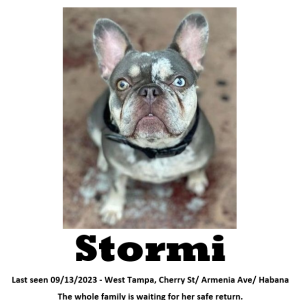 Lost Dog Stormi