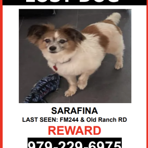 Lost Dog Serafina