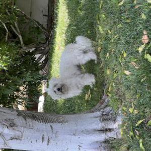 Image of Unknown, Found Dog