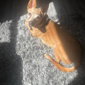 Image of Little One, Lost Dog