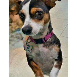 Image of Missy, Lost Dog