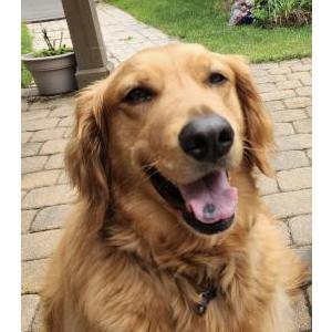 Lost Dog Cooper