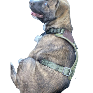 Lost Dog Duke