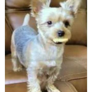 Lost Dog Shuga