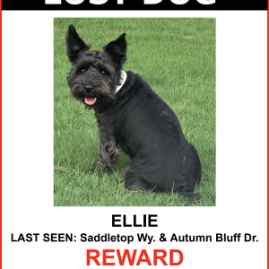 Lost Dog Ellie
