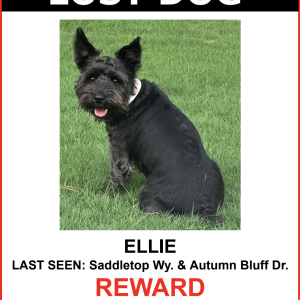 Image of Ellie, Lost Dog