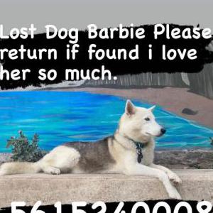 Image of Barbie, Lost Dog