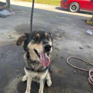 Found Dog Unknown