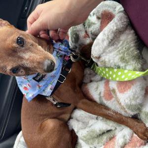 Image of Fawn, Lost Dog